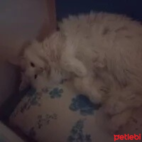Laperm, Kedi  Susam fotoğrafı