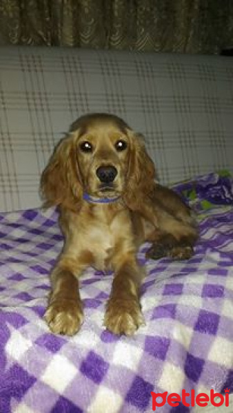 Amerikan Cocker Spaniel, Köpek  Tibbers fotoğrafı