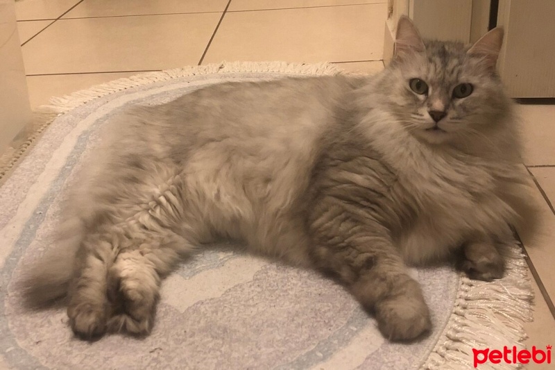 Ragamuffin, Kedi  Mokka fotoğrafı