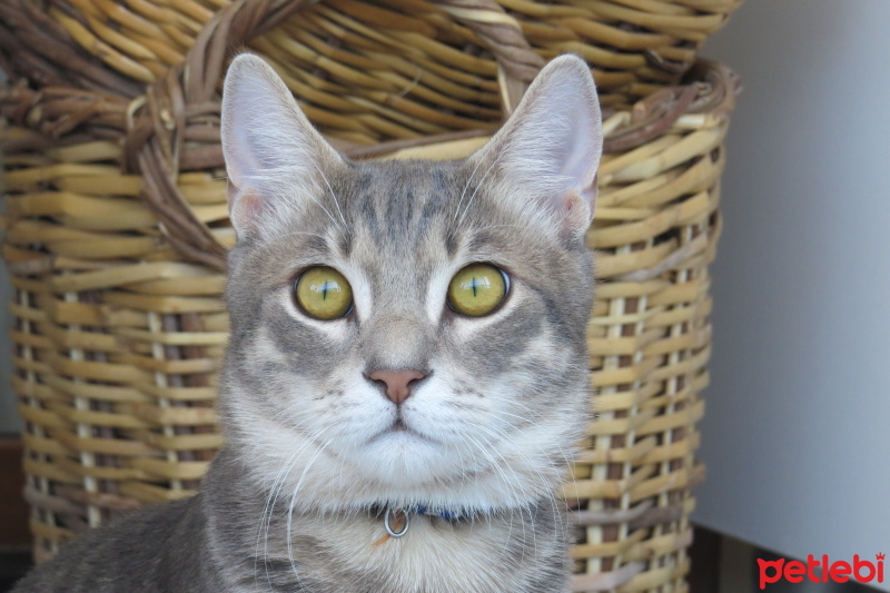 Tekir Kedi, Kedi  Dobby fotoğrafı