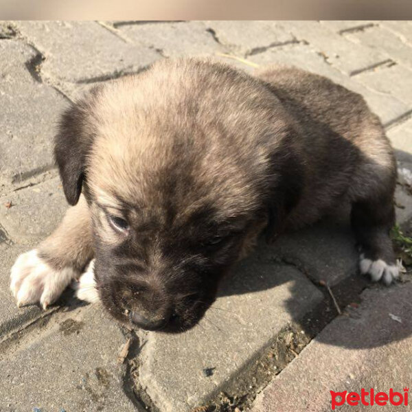 Kangal, Köpek  Mia fotoğrafı