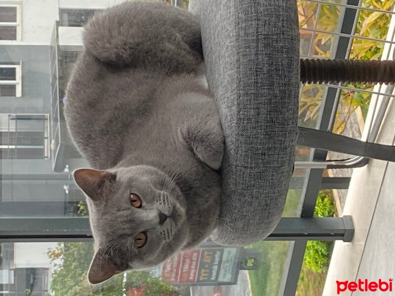 British Shorthair, Kedi  Mila fotoğrafı