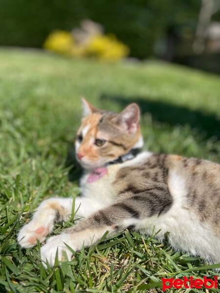 Tekir Kedi, Kedi  Yaprak fotoğrafı