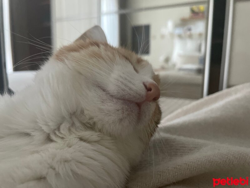 Tekir Kedi, Kedi  Yaprak fotoğrafı