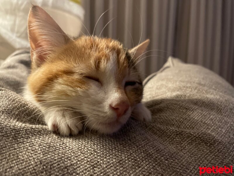 Tekir Kedi, Kedi  Yaprak fotoğrafı