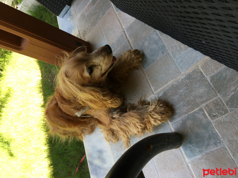 İngiliz Cocker Spaniel, Köpek  Şef fotoğrafı