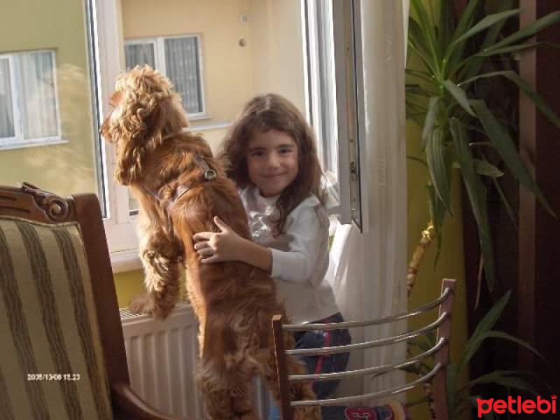 İngiliz Cocker Spaniel, Köpek  Şef fotoğrafı