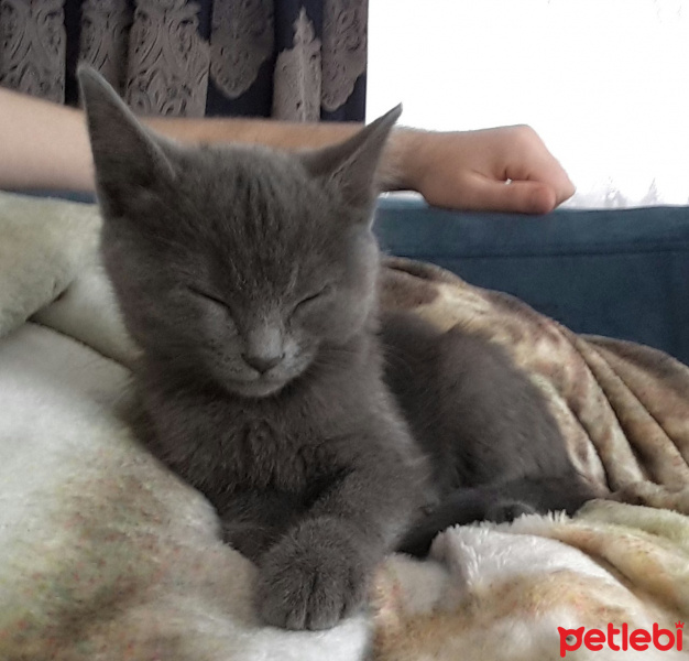 Mavi Rus, Kedi  Cinnamon fotoğrafı