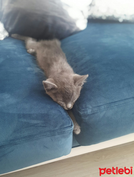 Mavi Rus, Kedi  Cinnamon fotoğrafı