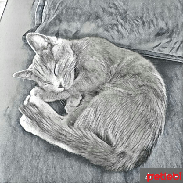 Mavi Rus, Kedi  Cinnamon fotoğrafı