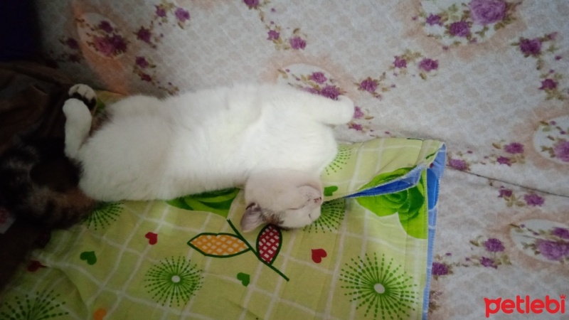 Tekir Kedi, Kedi  Şeker japon fotoğrafı
