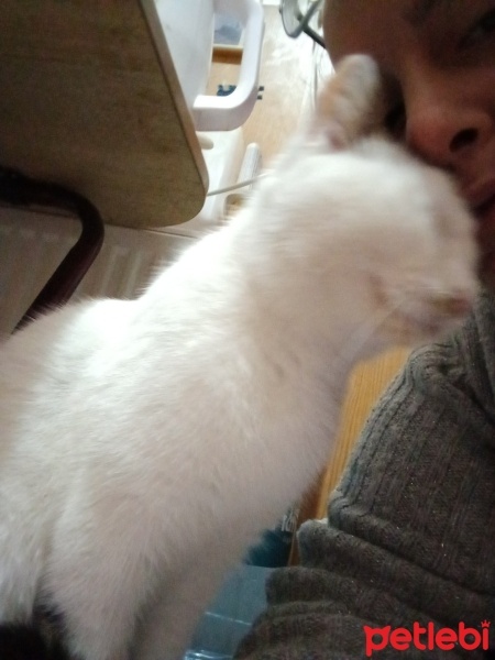 Tekir Kedi, Kedi  Şeker japon fotoğrafı
