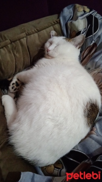 Tekir Kedi, Kedi  Şeker japon fotoğrafı