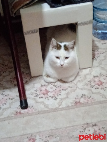 Tekir Kedi, Kedi  Şeker japon fotoğrafı