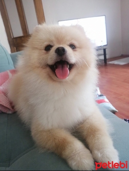 Pomeranyalı, Köpek  Layla fotoğrafı
