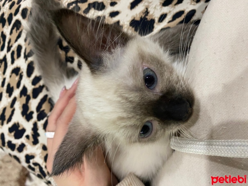 Siyam Kedisi, Kedi  Maya fotoğrafı