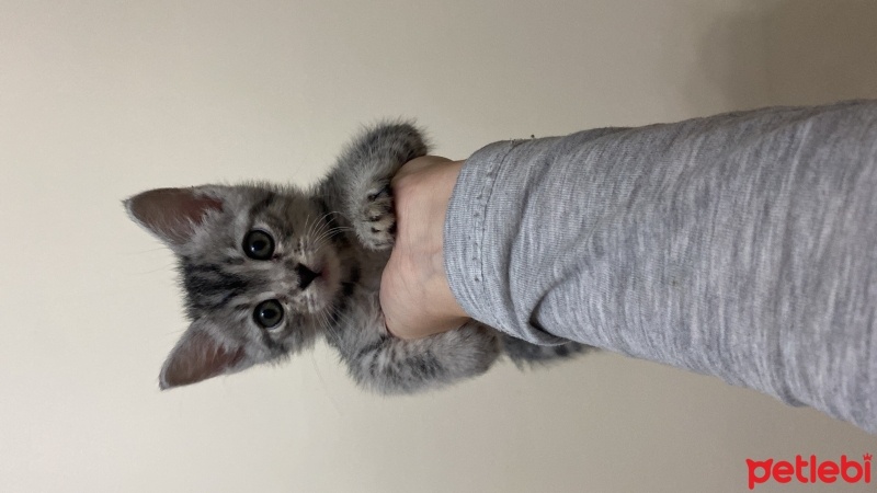 Tekir Kedi, Kedi  Miya fotoğrafı