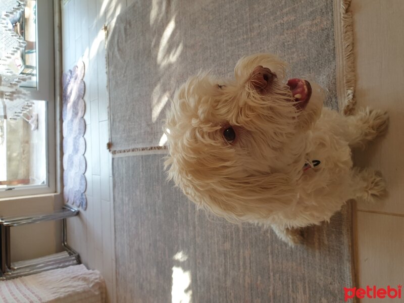 Maltese, Köpek  Puppy fotoğrafı