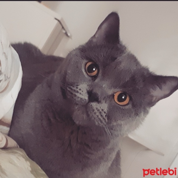 British Shorthair, Kedi  Simba fotoğrafı