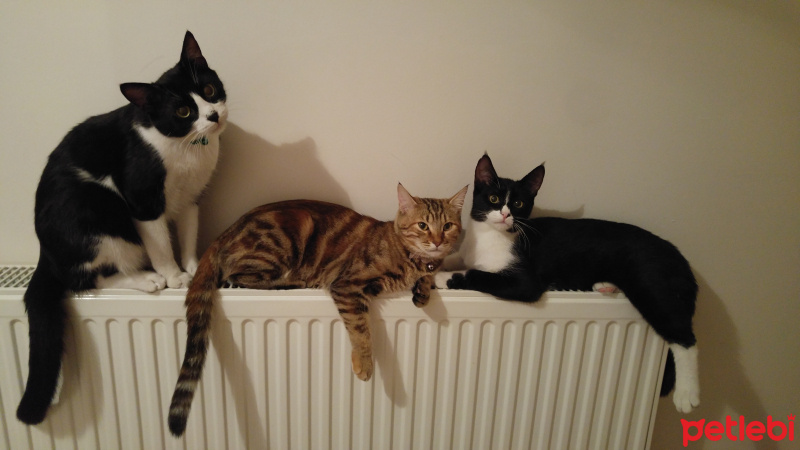Tekir Kedi, Kedi  Boncuk fotoğrafı