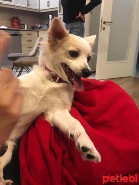 Amerikan Eskimo, Köpek  Jager fotoğrafı