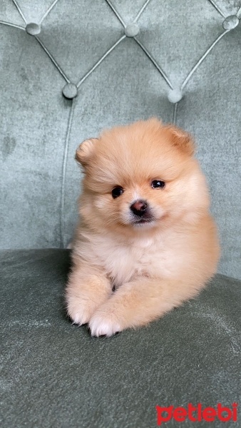 Pomeranyalı, Köpek  Winnie fotoğrafı