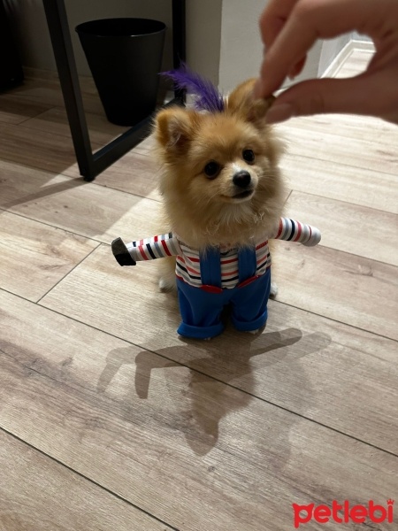 Pomeranyalı, Köpek  Winnie fotoğrafı