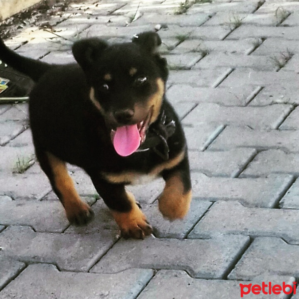Rottweiler, Köpek  Saddam fotoğrafı