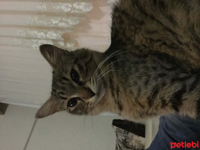 Tekir Kedi, Kedi  Pati fotoğrafı