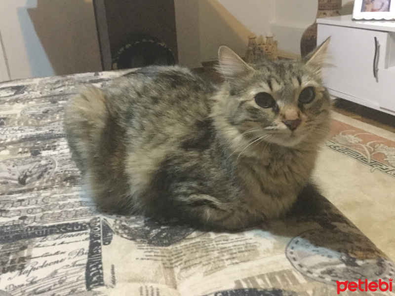 Tekir Kedi, Kedi  Pati fotoğrafı