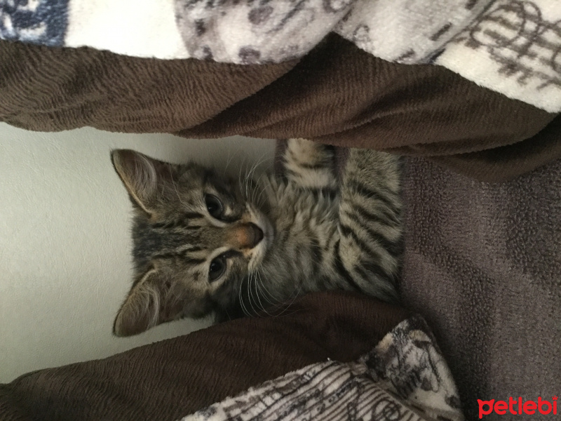 Tekir Kedi, Kedi  Pati fotoğrafı