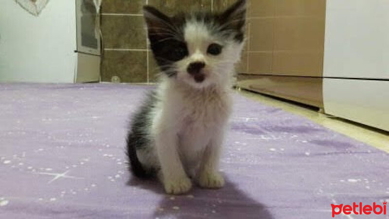 Tuxedo (Smokin) Kedi, Kedi  Benekli fotoğrafı