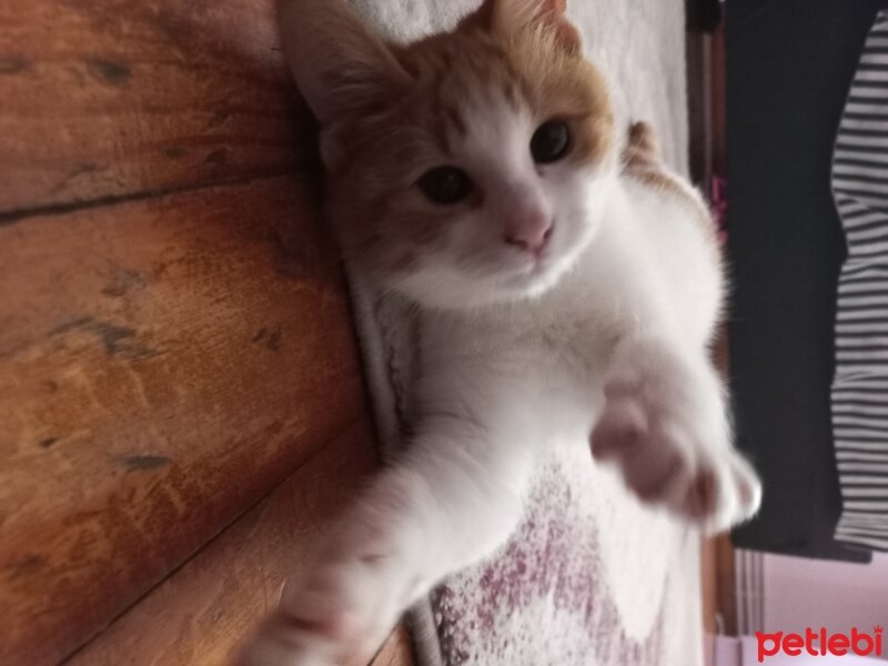 Sarman, Kedi  Karamel fotoğrafı