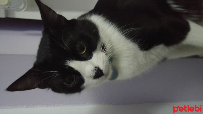 Tekir Kedi, Kedi  Boncuk fotoğrafı