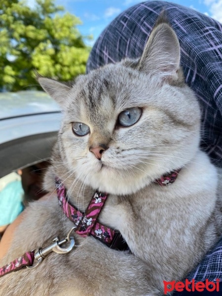 British Shorthair, Kedi  Lila fotoğrafı