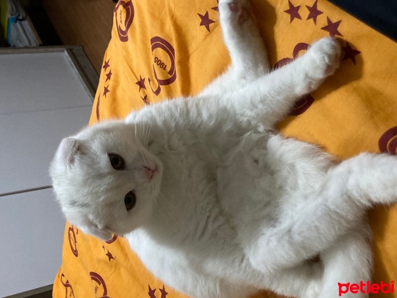 Scottish Fold, Kedi  Cosmo fotoğrafı