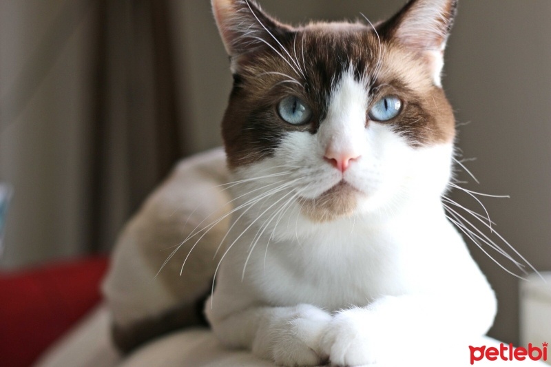Ragdoll, Kedi  gölge fotoğrafı
