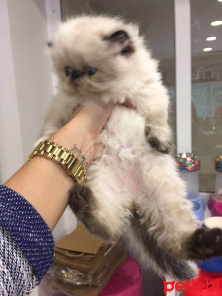 Himalayan, Kedi  Bıcır fotoğrafı
