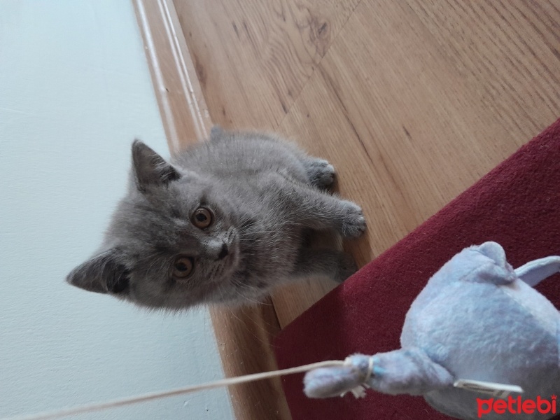 British Shorthair, Kedi  Bihter fotoğrafı