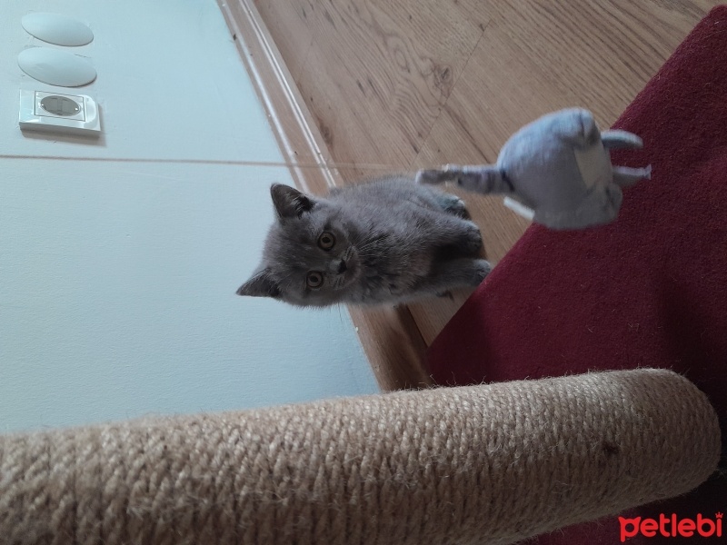 British Shorthair, Kedi  Bihter fotoğrafı