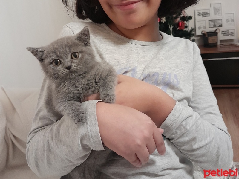 British Shorthair, Kedi  Bihter fotoğrafı