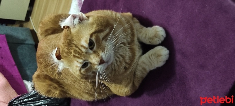 Sarman, Kedi  Limon fotoğrafı