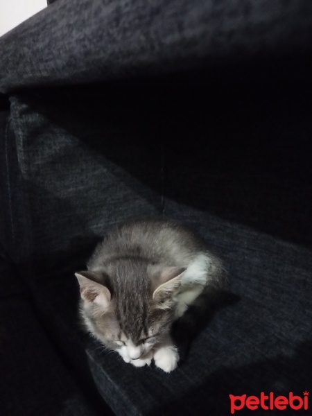 Tekir Kedi, Kedi  Bıdık fotoğrafı
