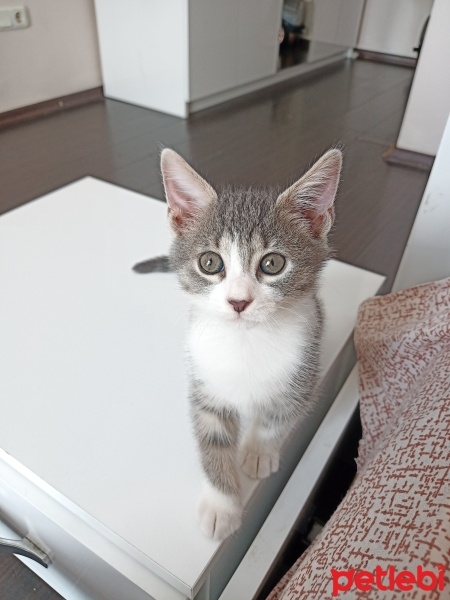 Tekir Kedi, Kedi  Bıdık fotoğrafı