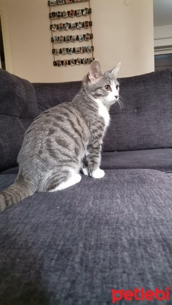 Tekir Kedi, Kedi  Bıdık fotoğrafı