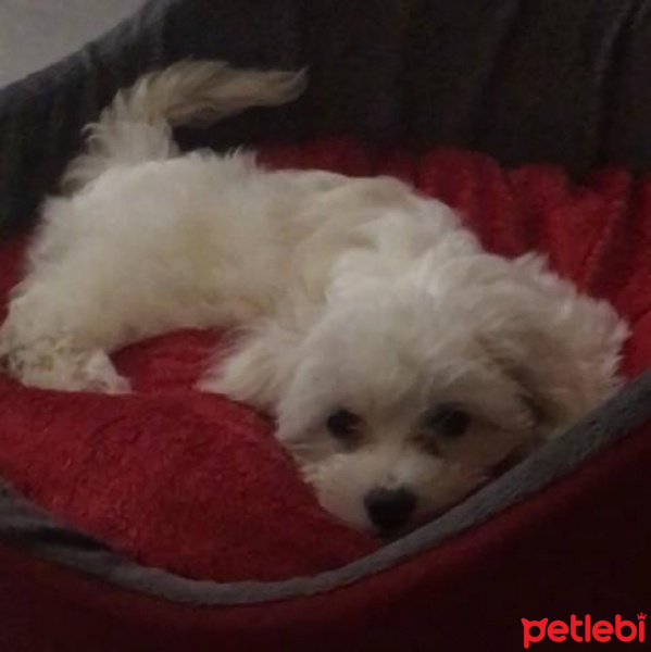 Maltese, Köpek  Maya fotoğrafı
