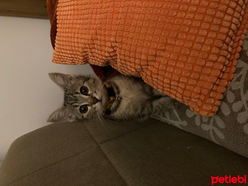 Tekir Kedi, Kedi  Pati fotoğrafı
