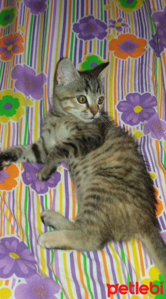 Tekir Kedi, Kedi  Minnoş fotoğrafı