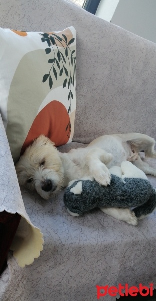 Maltese, Köpek  mişa fotoğrafı
