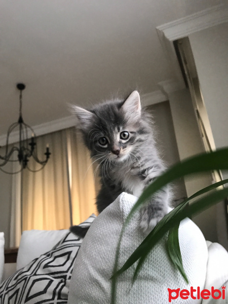 Tekir Kedi, Kedi  Bob fotoğrafı